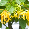 Huile essentielle | Ylang Ylang Complète