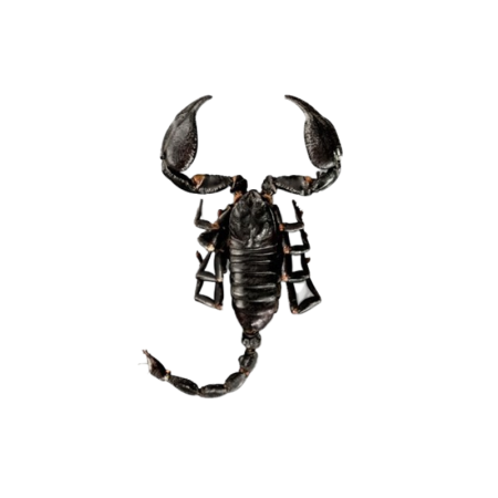 Scorpions noirs