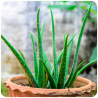 Plante déshydratée | Aloe vera