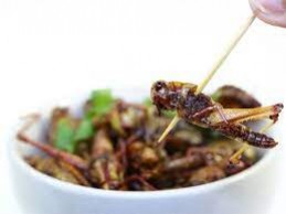 10 choses à savoir sur les insectes comestibles