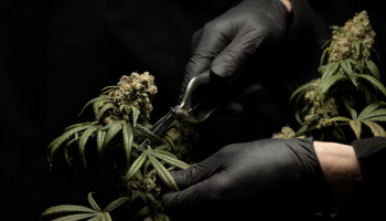 Les fleurs de CBD : bienfaits pour un bien-être naturel