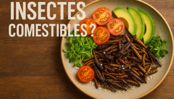 Est-ce que les insectes sont comestibles et pour quelles raisons ?